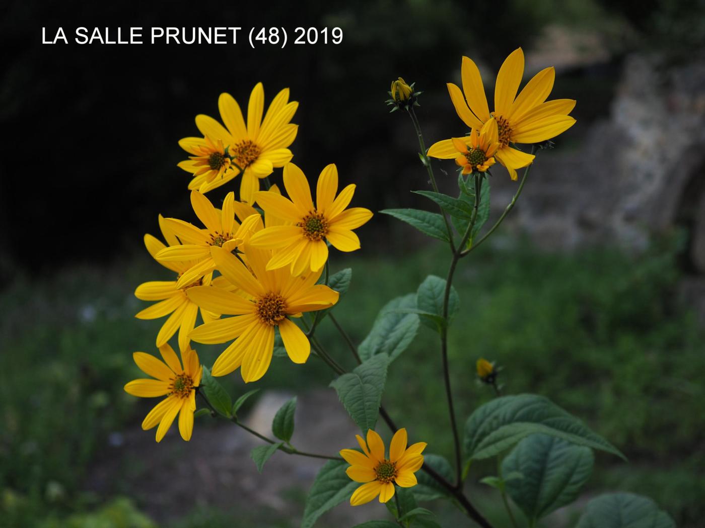 Jerusalem artichoke plant